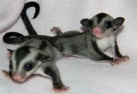 Sugar gliders Jacki Underwood's sugar gliders, Delia, and Ziggy, take a rare moment of relaxation
