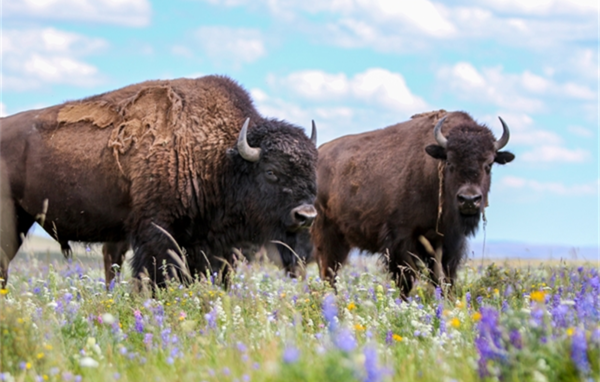Bison reintroduced to some fields in North America.