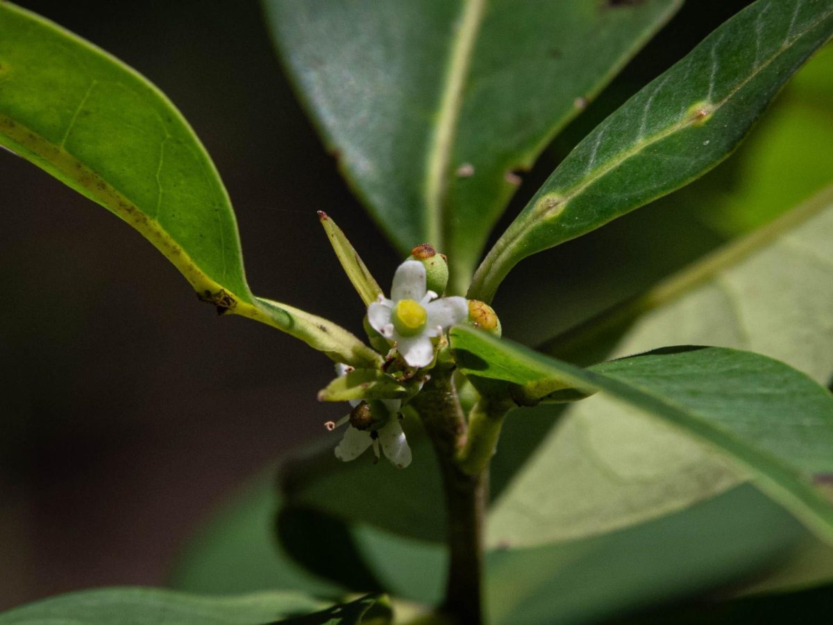 The distinct tiny white and green flowers scattered on the Pernambuco Holly tree.