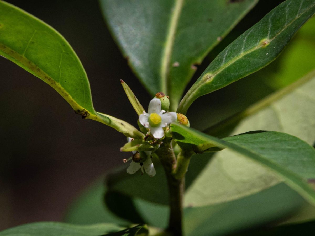 The+distinct+tiny+white+and+green+flowers+scattered+on+the+Pernambuco+Holly+tree.