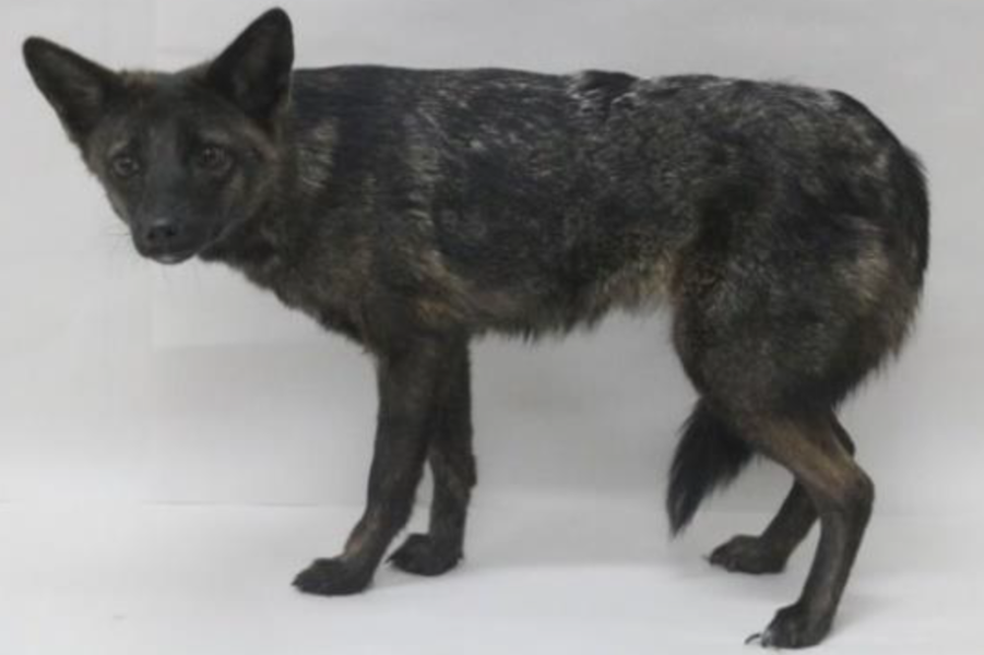 Photo of "Dogxim," hybrid of a domestic dog and a Pampas fox, taken in Brazil.