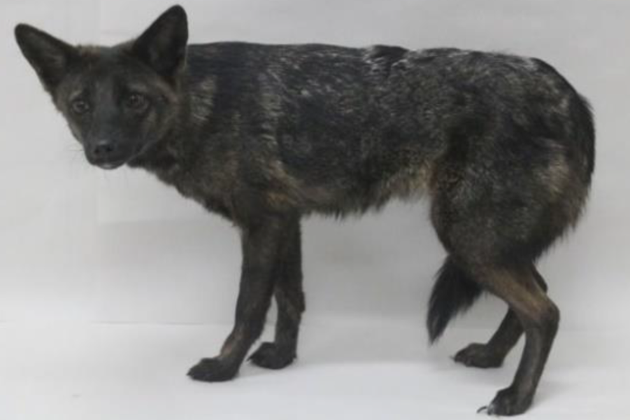 Photo of Dogxim, hybrid of a domestic dog and a Pampas fox, taken in Brazil.