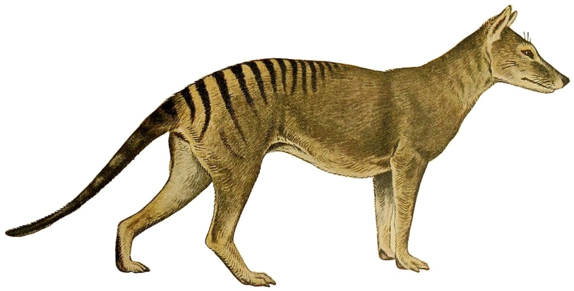 Illustration of what the extinct Tasmanian tiger looked like. 