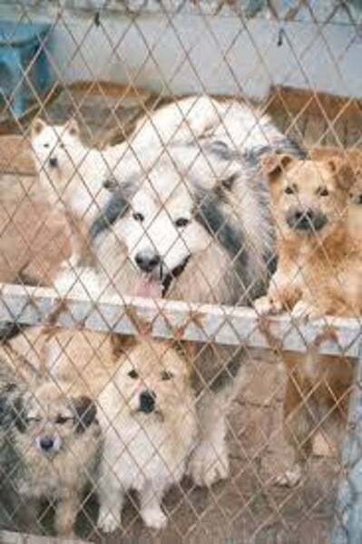 Adopt Don't Shop