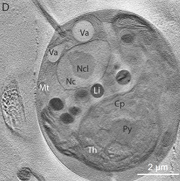 The single-celled Chlamydomonas which scientists at Donald Danforth Plant Science Center began their research with. 