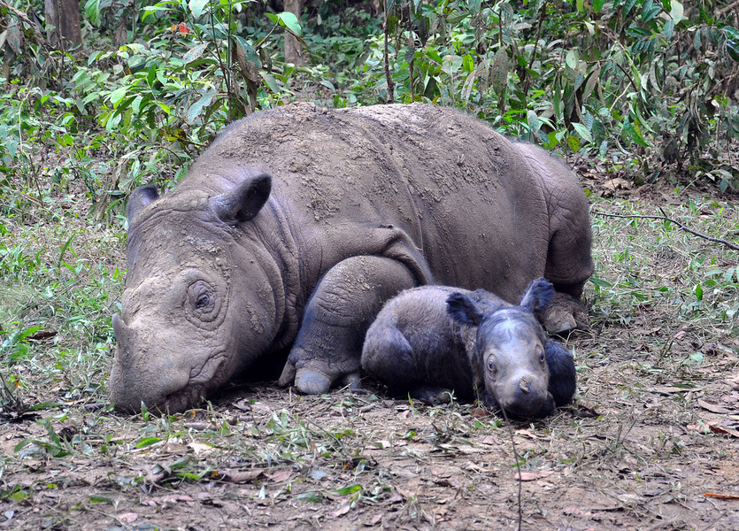 Baby Sumatran rhino with her mother Delilah.