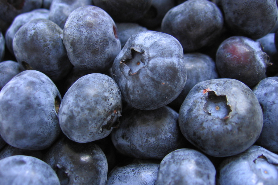 A close-up of the deceiving "blue"berries.