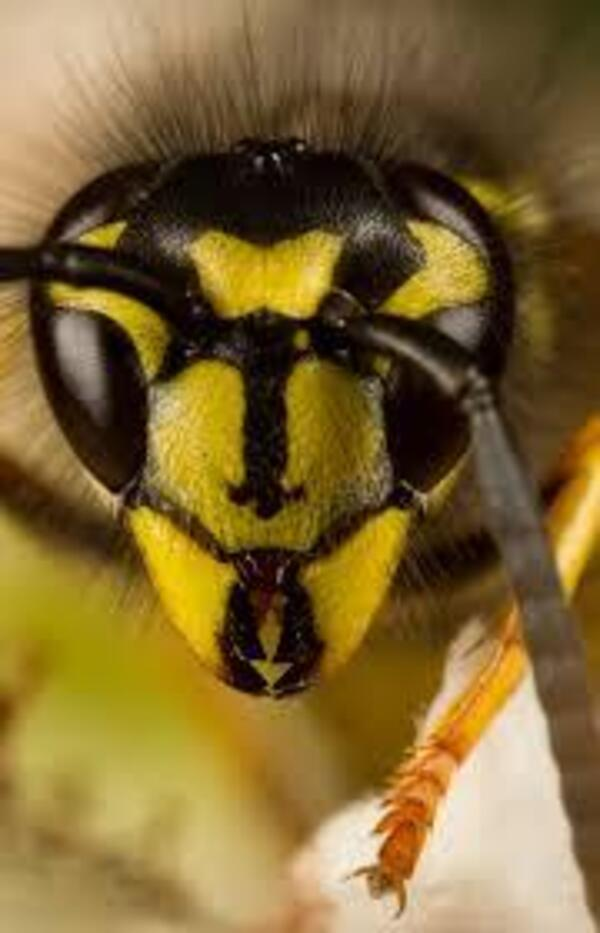 Beware of this face or it might sting yours!