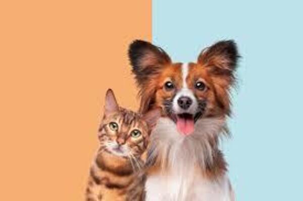 A cat and dog in front of a multicolored background
