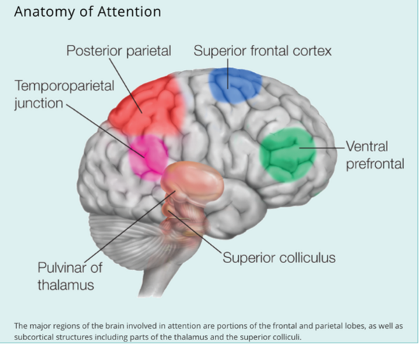 The Anatomy of Attention